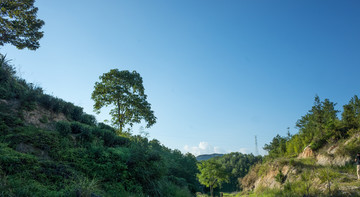 山区树木