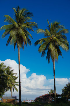 蓝天白云两棵椰树