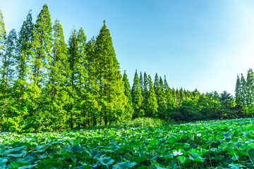 森林湖泊