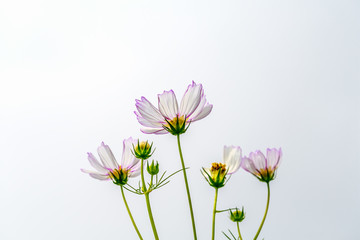 格桑花