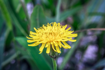 黄色小花