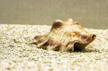 漂亮海贝壳