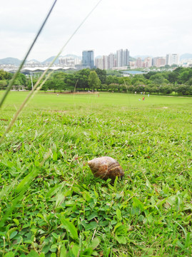 草地上的蜗牛