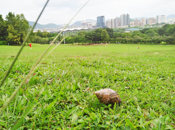 草地上的蜗牛
