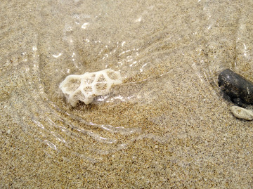 沙滩贝壳珊瑚