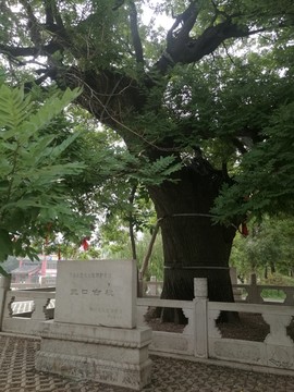 古槐