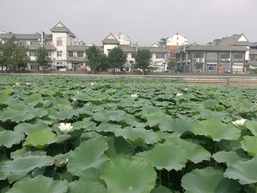 白荷花