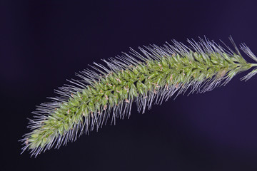 狗尾草