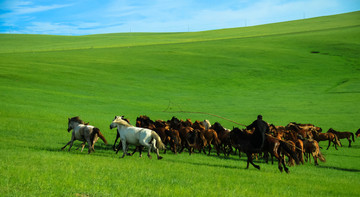 夏季草原蒙古族套马