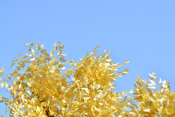金色树叶与蓝天