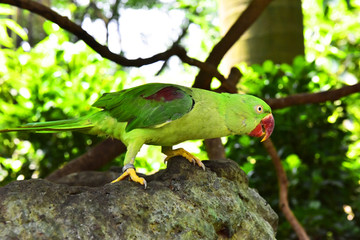 亚历山大鹦鹉