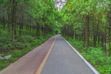 绿树大道