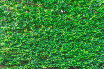 绿叶背景墙