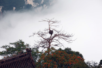 枯树寒鸦