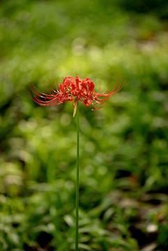 一枝红花石蒜花