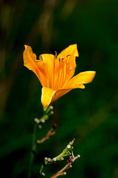 萱草花