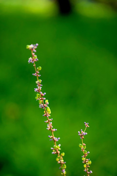 麦门冬花穗