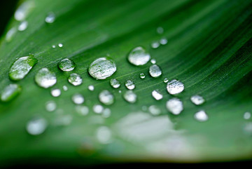 芭蕉叶上的露水