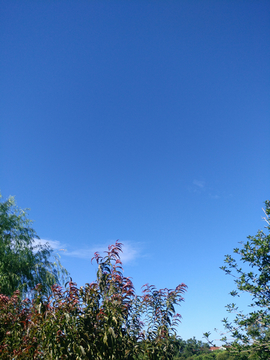 绿植蓝天
