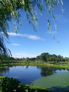 池塘