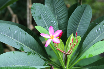 鸡蛋花