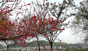 桃花