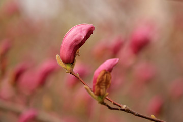 紫玉兰花苞