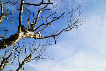 高清树木与蓝天