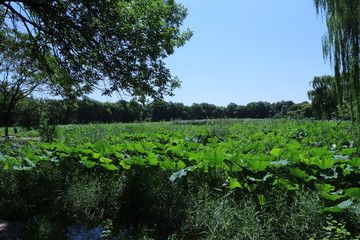 圆明园风景