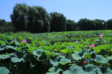 圆明园风景