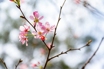 樱花