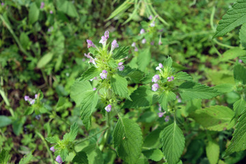 野生鼬瓣花