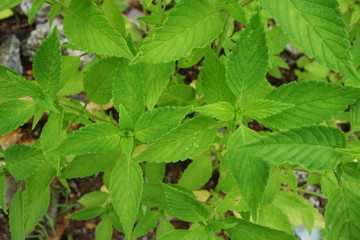 野生植物鼬瓣花