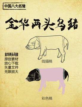 中国八大名猪之金华两头乌猪