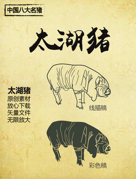 中国八大名猪之太湖猪