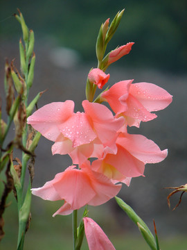 美丽的唐菖蒲花朵