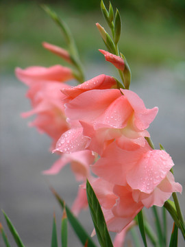 美丽的唐菖蒲花朵