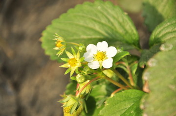 草莓开花