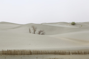 沙漠公路胡杨