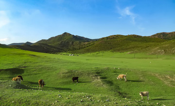 乌拉盖草原