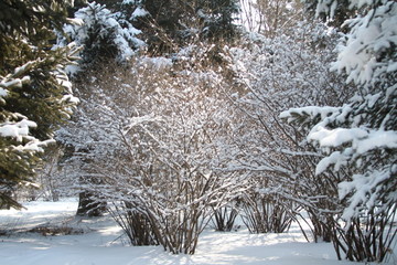 雪后的树