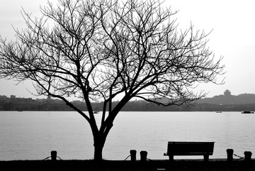 湖边的大树黑白剪影