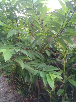 释迦果