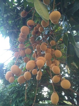 龙眼