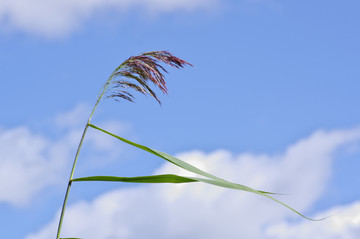 芦苇