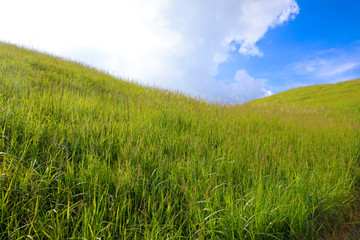 高山草场