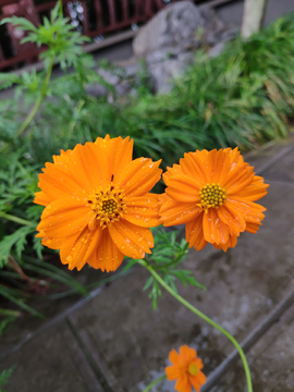 黄色小菊花