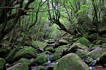 高山流水