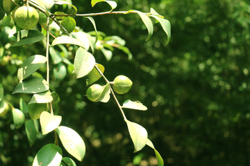 油茶茶籽