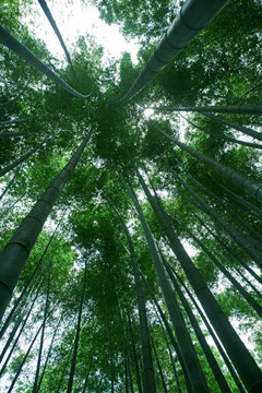 竹